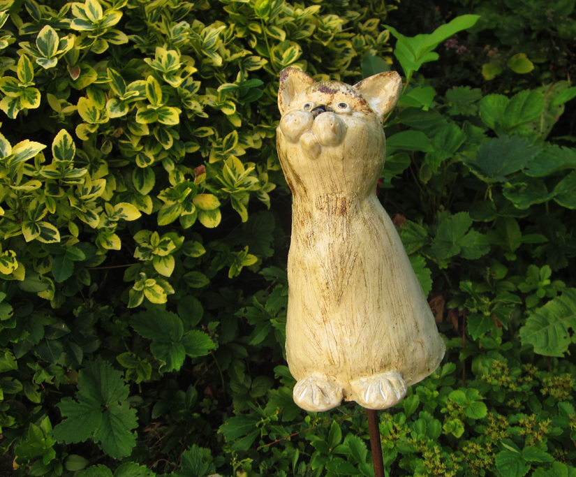 Katze_Hanni Katze_Hanni