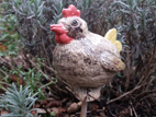 Huhn